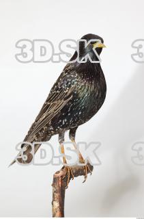 Starling-Sturnus vulgaris 0002